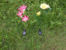 3 LED rose flower lights and one bud