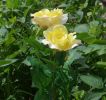 3 LED rose flower lights and one bud